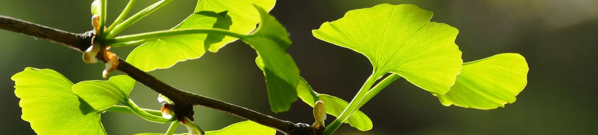 食物升糖指数GI值查询、食物血糖生成指数查询、升糖负荷GL值查询、食物热量查询